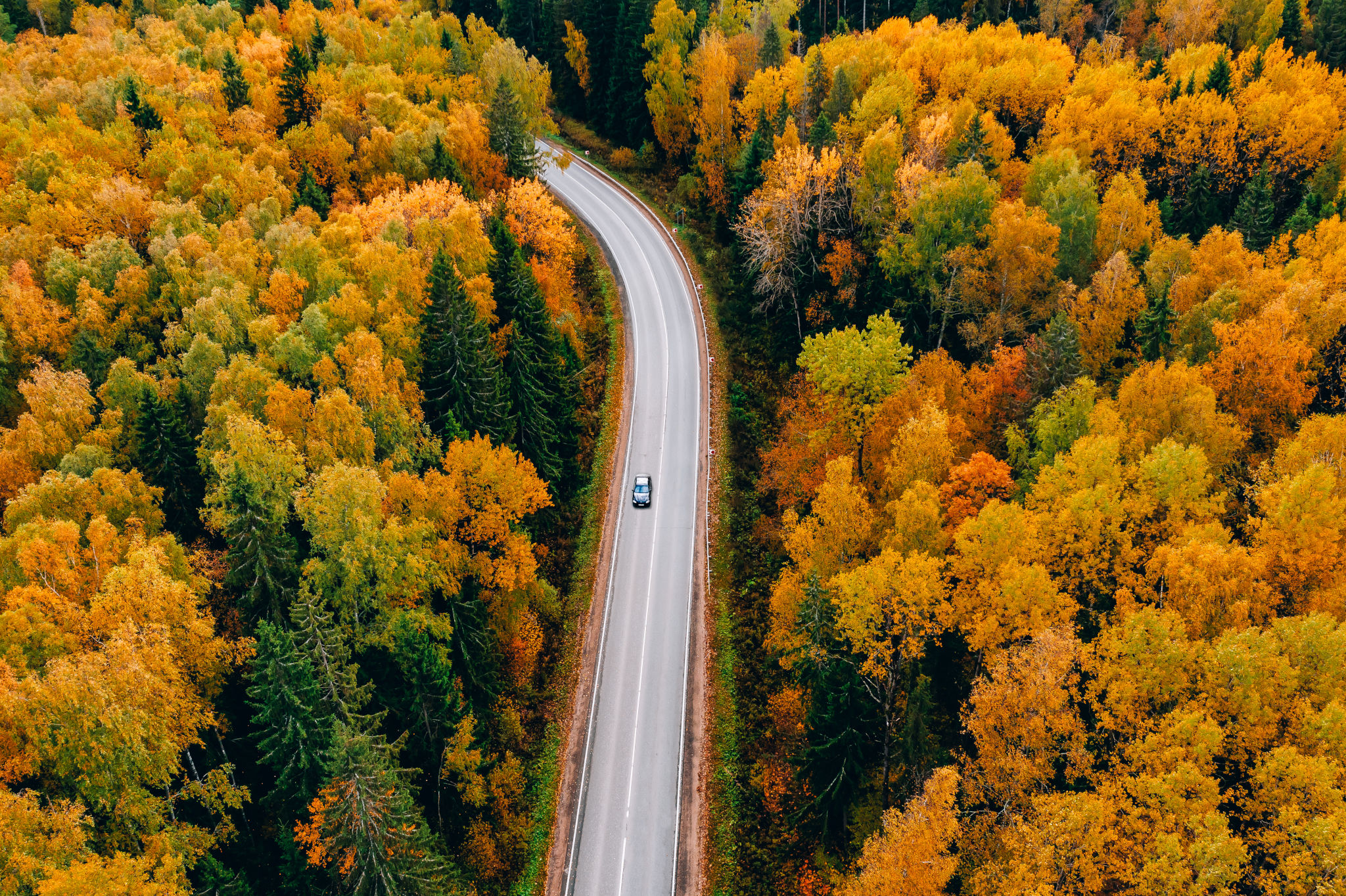 Scenic road through fall foliage representing car insurance costs by state