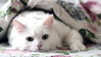 A white cat under a blanket.