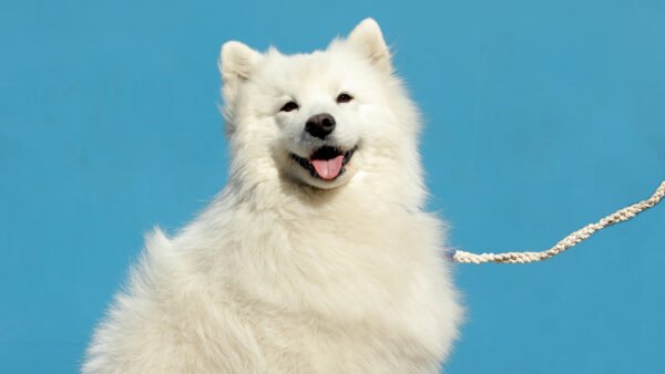 White dog looking towards the camera with a white leash attached to its collar.