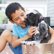 assurance pour chiot