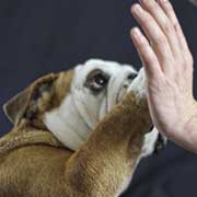 assurance pour chien pas cher