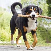 Assurance maladie pour chien